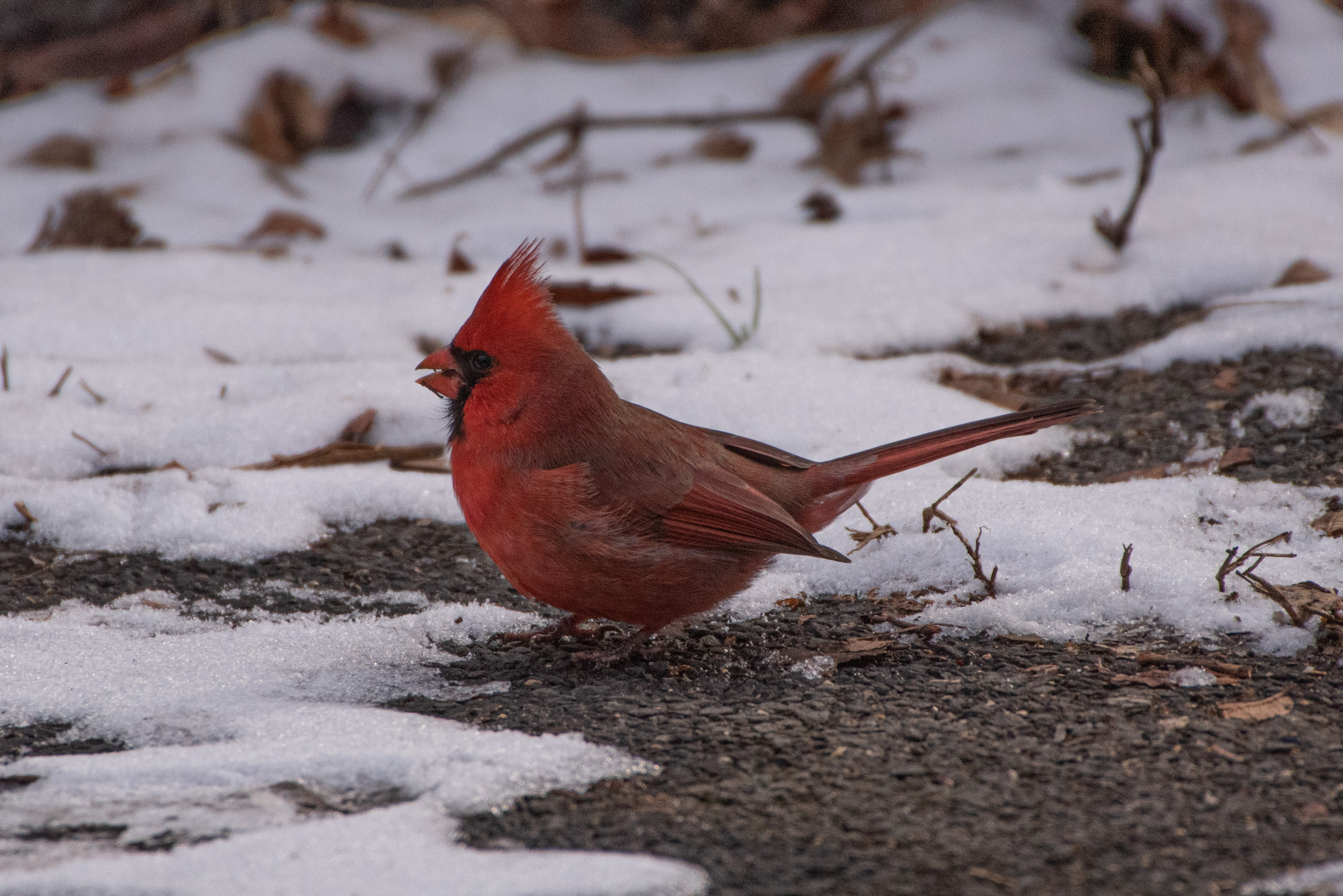 What type of seeds do cardinals prefer?