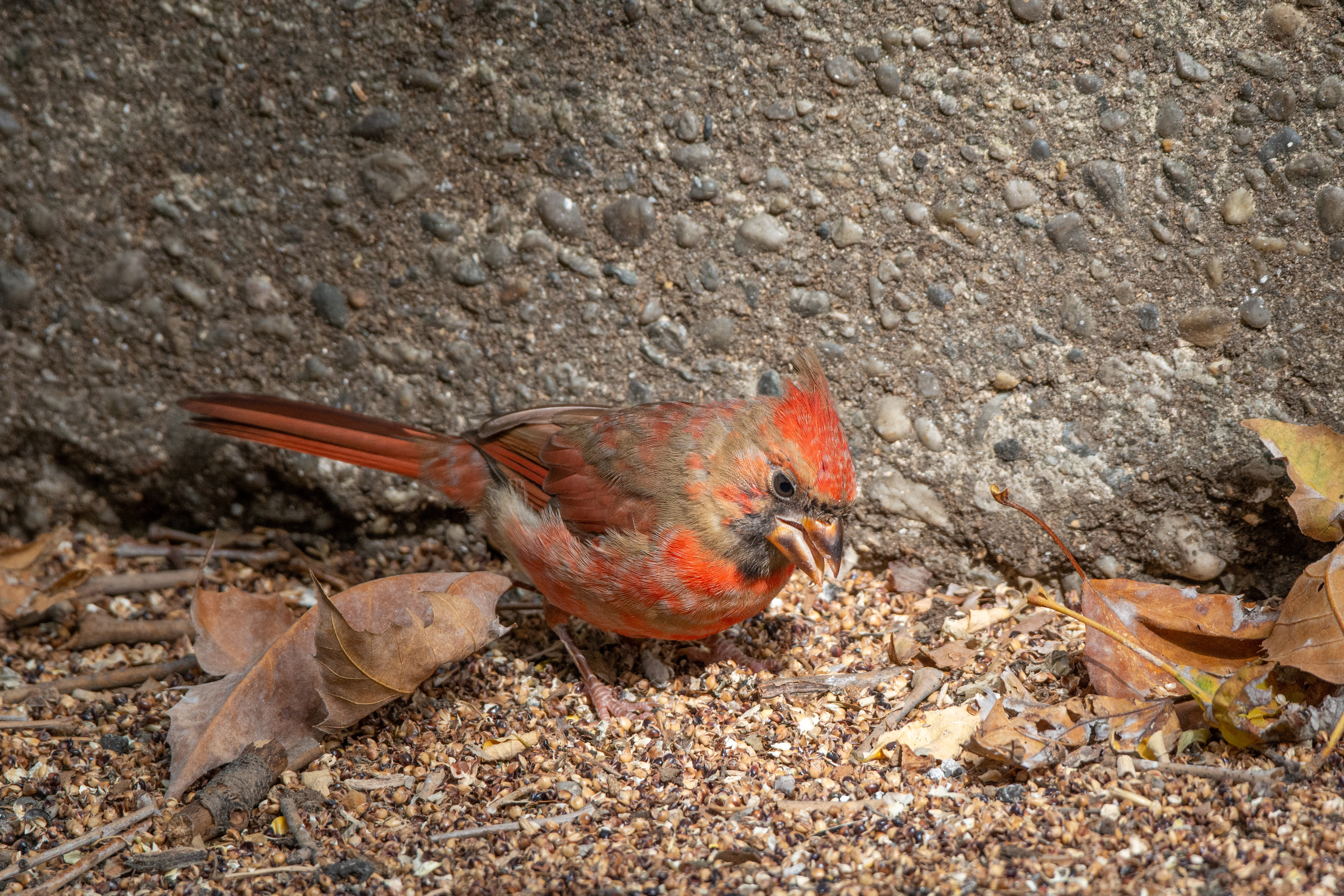 why are male cardinals brighter colors than females